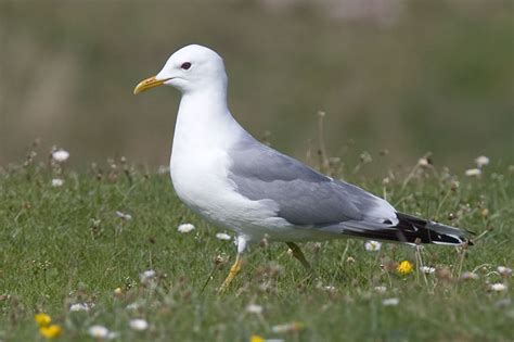 Common Gull Identification