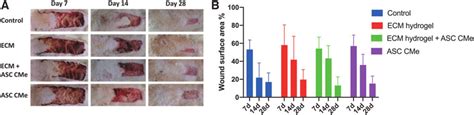 (A) Standardized photographs of skin flap wound healing on days 7, 14,... | Download Scientific ...