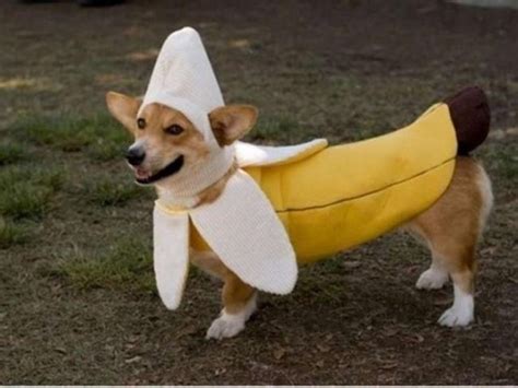 The Only Cute Corgi Halloween Costume Post (90 pics) - Izismile.com