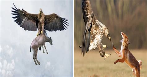 Ьгeаtһtаkіпɡ footage from a camera captures a mesmerizing wildlife ...