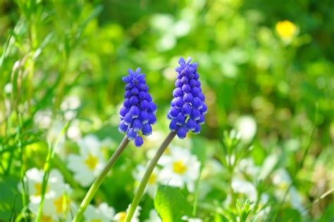 Fotoğraf : Çiçekli bitki, mavi, Bahar, Bluebonnet, yabani çiçek, Üzüm ...