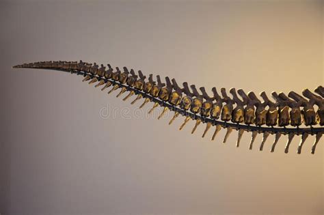 T-Rex Dinosaur Tail Skeleton. Bones of a fossilized Tyrannosaurus Rex ...