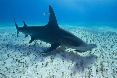 Great Hammerhead Shark