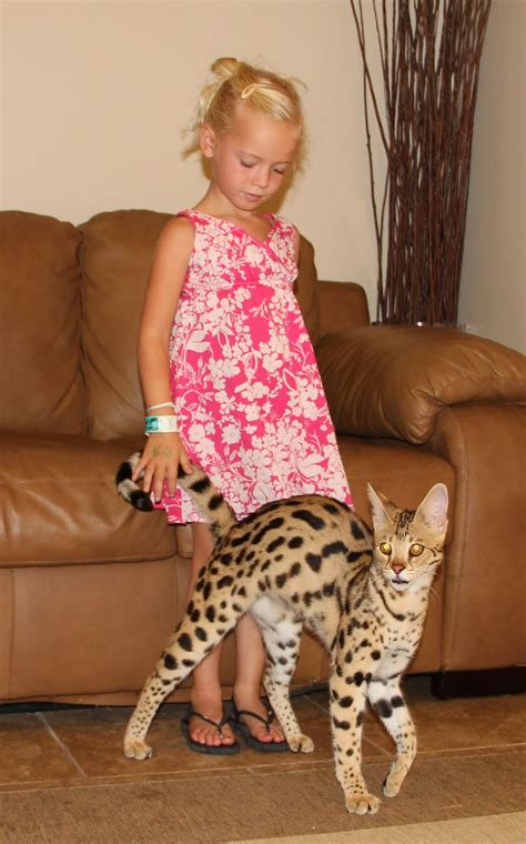 F1 thru F5 Savannah Cat Size Guide | Afrikai macskák | Savannah Cat ...