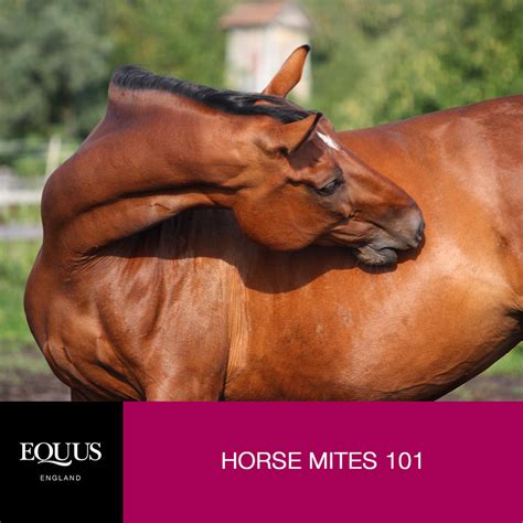 Horse Mites 101 – EQUUS