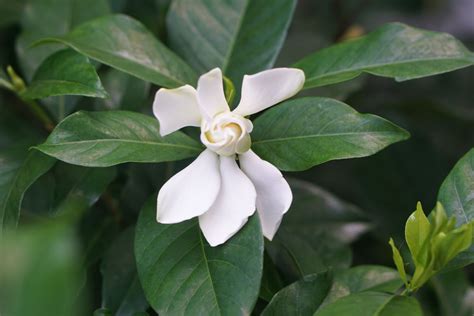 Jasmine Flower Grow In India | Best Flower Site