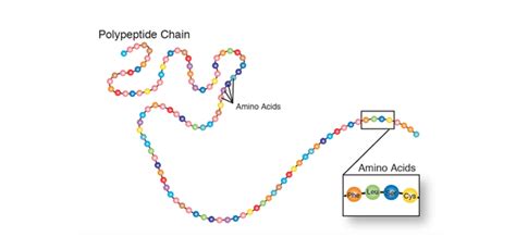 Polypeptide Definition and Examples - Biology Online Dictionary