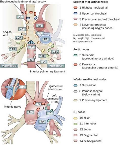 Lymph Nodes Upper Chest