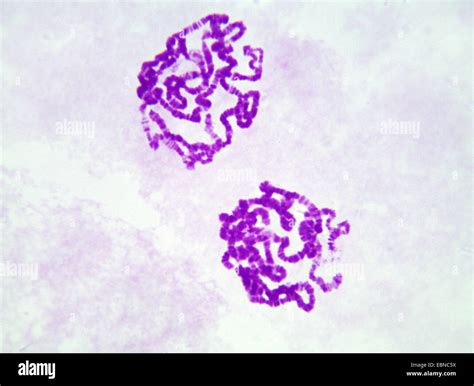 Drosophila Salivary Gland