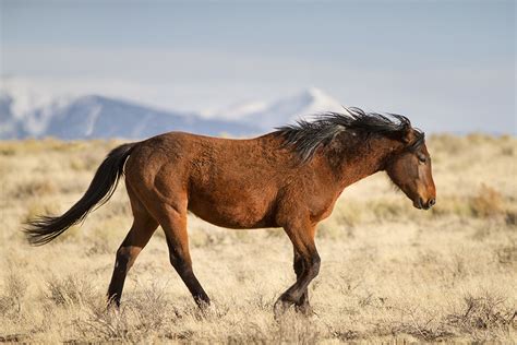 Wild Horse | Colorado | Geraint Smith Photography