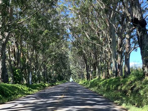 Kauai Tree Tunnel