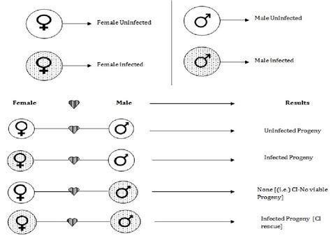 Figure 2 from Controlling Wolbachia Transmission and Invasion Dynamics among Aedes Aegypti ...