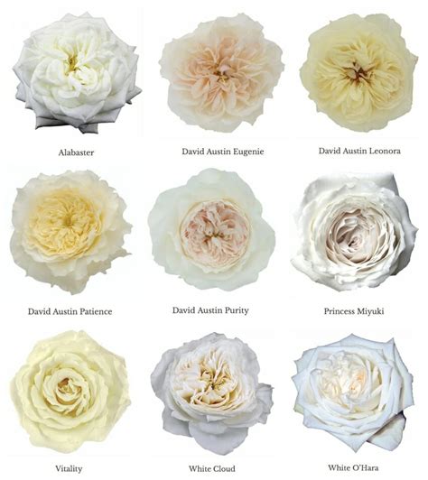 White Mythos Garden Rose | Fasci Garden