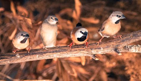 Just 12% of black-throated finch habitat remains - Australian Conservation Foundation