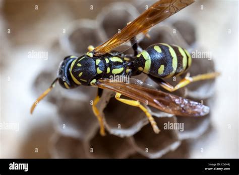 Queen wasp nest hi-res stock photography and images - Alamy