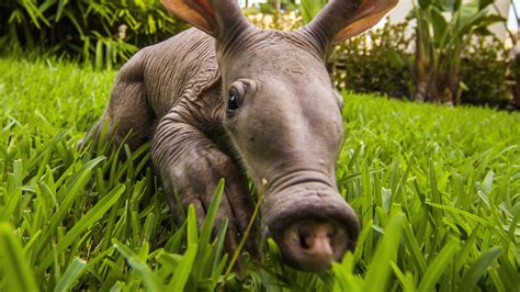 4 Aardvark HD Wallpapers | Backgrounds - Wallpaper Abyss