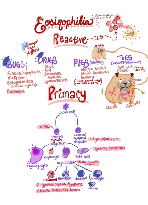 High Eosinophils Causes And Symptoms