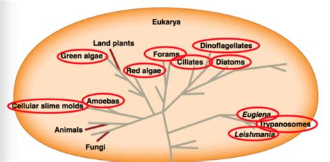 BIOL 375 - Poriferans Flashcards | Quizlet