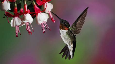 #1256147 Full HD Hummingbird Tree Branch Close Up - Mocah HD Wallpapers