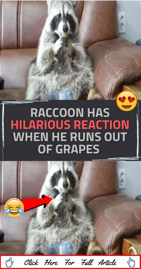 Raccoon has hilarious reaction when he runs out of grapes | Raccoon ...