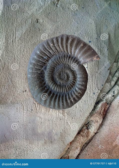 Ammonite Fossil Stock Photo - Image: 57701737