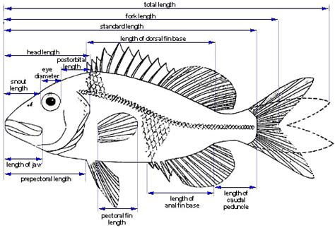 Fish Fin Anatomy - Anatomical Charts & Posters