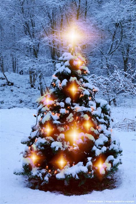 Christmas Tree Snowchristmas - Picture-Ideas