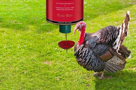 Bourbon Red Turkey Using Automatic Turkey feeder