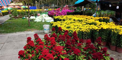 Free Images : vietnam, saigon, ho chi ming city, flowers, market ...