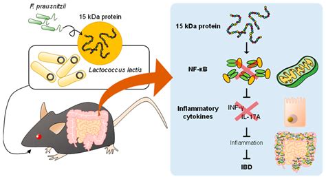 IJMS | Free Full-Text | Inflammatory Bowel Diseases and Gut Microbiota