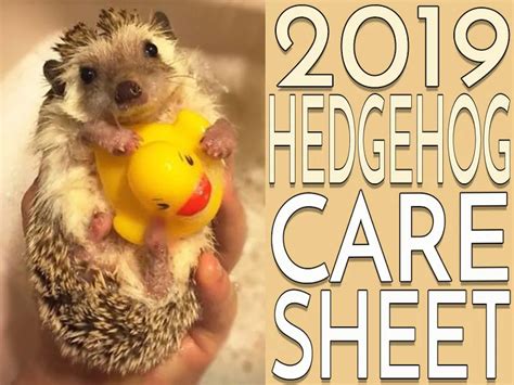 Hedgehog Care Sheet: 2019 Version - Heavenly Hedgies