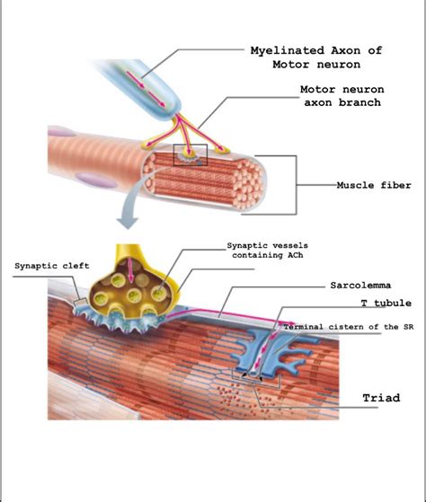 [Solved] e. sarcolemma of muscle fiber f. synaptic cleft g. synaptic vesicle... | Course Hero