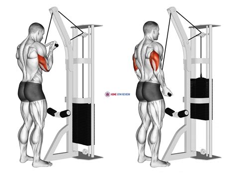 Cable Reverse Grip Triceps Pushdown (SZ-bar) - Home Gym Review