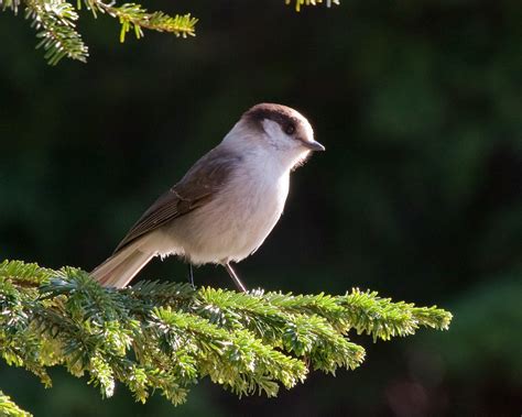 Canada Jay – Should it be Canada’s National Bird – Nature Vancouver