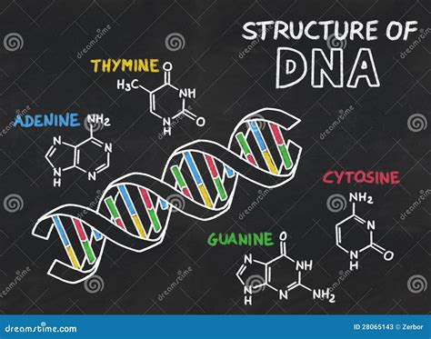 Chemical Structure of DNA on a Chalkboard Stock Illustration ...