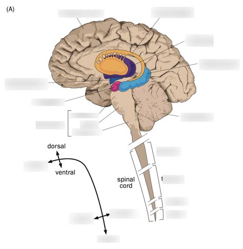 anatomy of the CNS Diagram | Quizlet