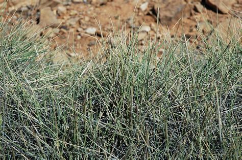 Triodia sp. (spinifex grass) (Mt. Scott Range, South Austr… | Flickr