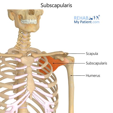 Articles | Rehab My Patient