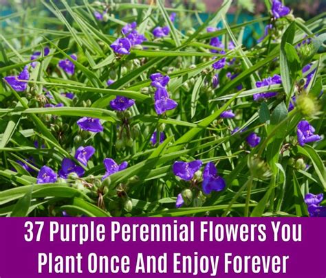 37 Purple Perennial Flowers You Plant Once And Enjoy Forever