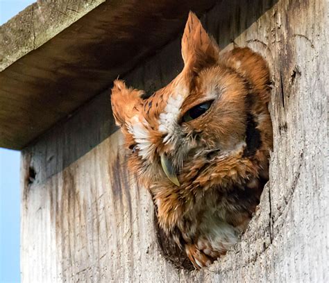 How to Build a Screech-Owl Nest Box | Audubon