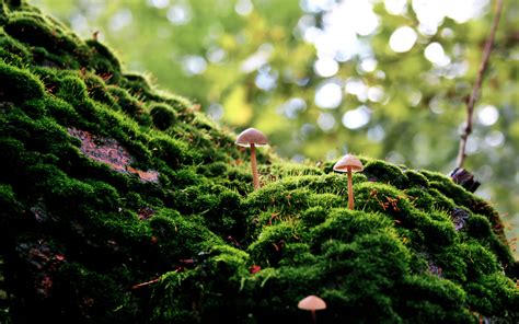 Enchanted Forest Mushrooms HD Wallpaper