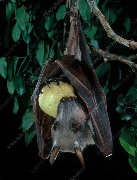 Hammer-headed Bat - Stock Image - C002/1537 - Science Photo Library