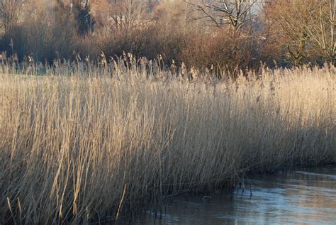 File:Reed beds - River Nadder at Harnham.jpg - Wikimedia Commons