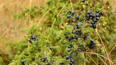 What Does a Juniper Tree Look Like? | Juniper Identification