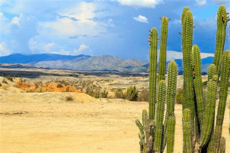 How Does A Cactus Survive In The Desert Without Water? - CactusCare | Cactus, Desert environment ...