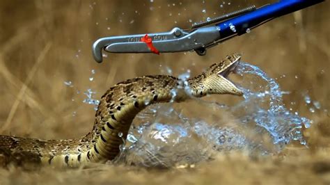 Breathtaking! Slow Motion Puff Adder Attack | Deadly 60 | Series 3 | BBC - YouTube - Linkis.com