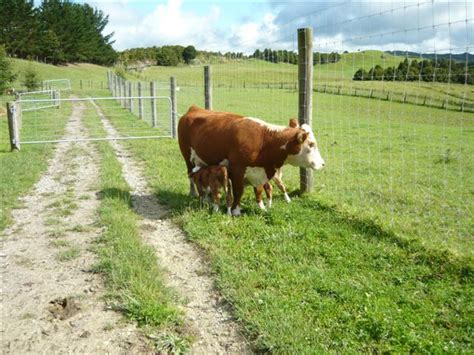 HEREMINIS: DEBUT OF THE MINIATURE HEREFORDS