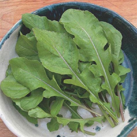 Bulk Arugula Seeds | Buy in Bulk & Save | Bulk Seed Store