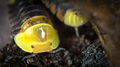 These Isopods are So Cute! - The Tye-Dyed Iguana - Reptiles and Reptile Supplies in St. Louis.