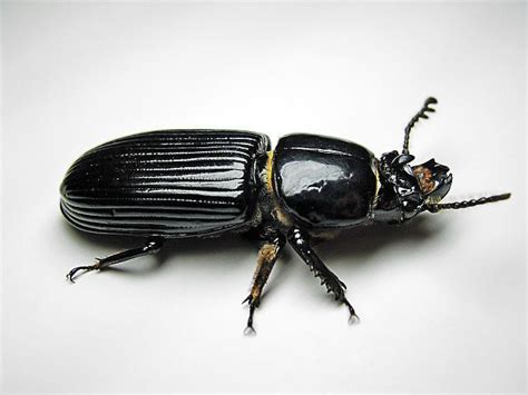 Black Ground Beetle Diet - digestposts